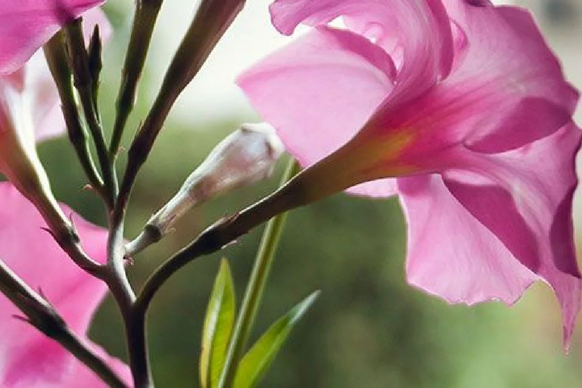 Rosa Blüten einer Kletterpflanze